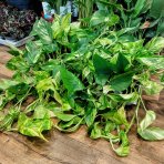 Potosovec zlatý (Epipremnum) ´AUREUM´ - výška 30-40 cm, kont. C1.5L DRUHÁ ŠANCA